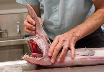 Gros plan sur les dents acérées du requin lutin, adaptées à son alimentation.