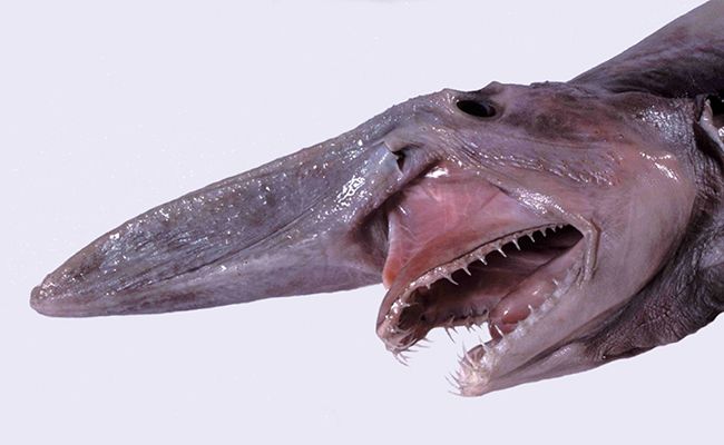 Le requin lutin projetant sa mâchoire protractile pour attraper une proie.