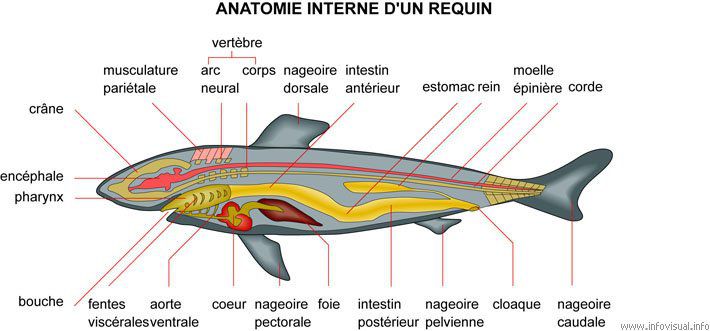 L'anatomie des requins lutins montrant leur couleur rose caractéristique.