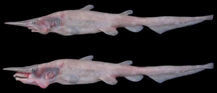 Une des rares observations documentées d'un requin lutin.