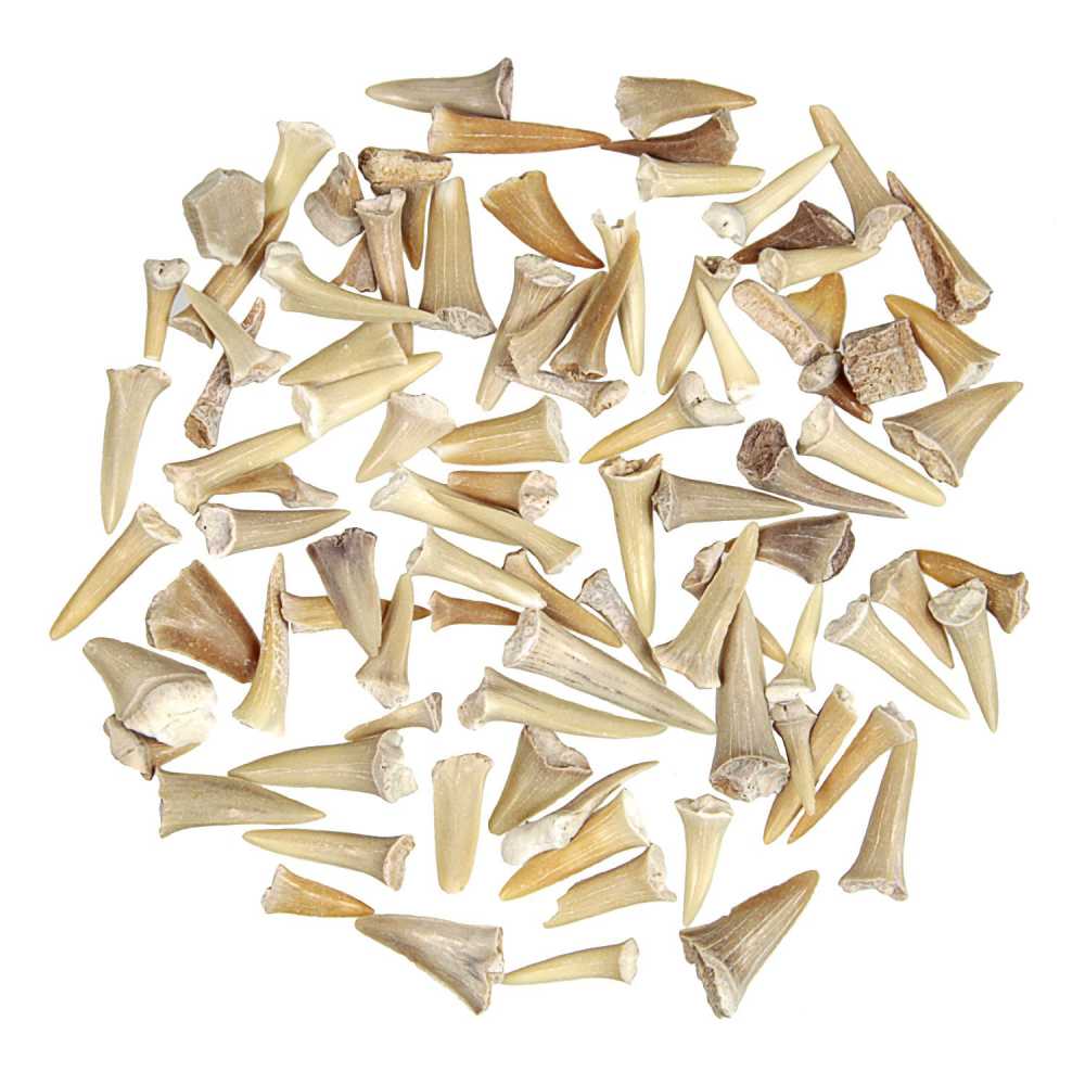 Dent fossilisée illustrant l'évolution des requins lutins.