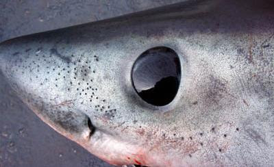 Le long rostre des requins lutins couvert d'organes sensoriels.